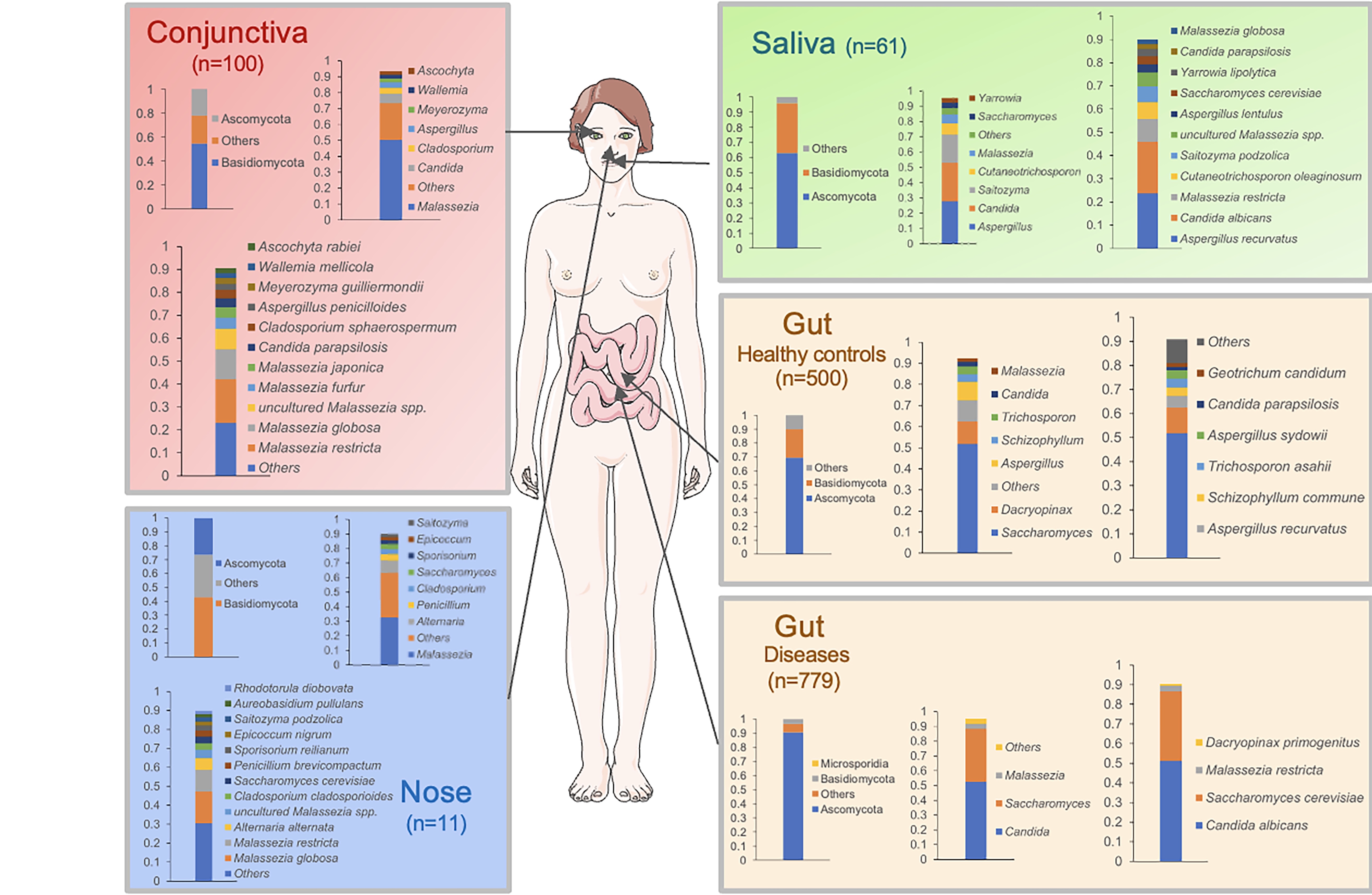 body map